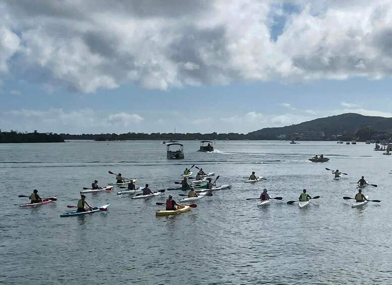 Picture 1 for Activity Noosa River: Mangroves and Mansions Guided Kayak Tour