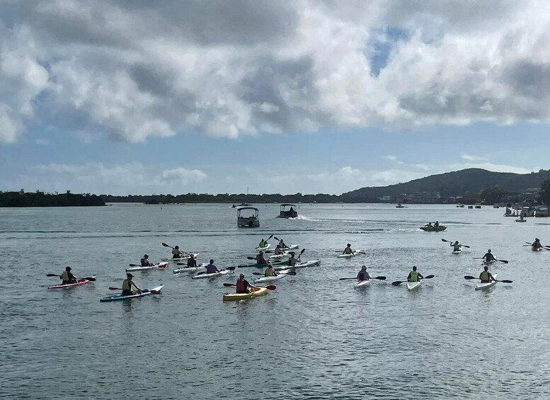 Picture 1 for Activity Noosa River: Mangroves and Mansions Guided Kayak Tour