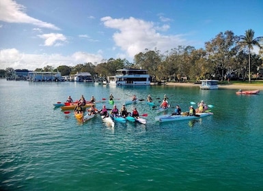 Noosa River: Mangroves and Mansions Guided Kayak Tour