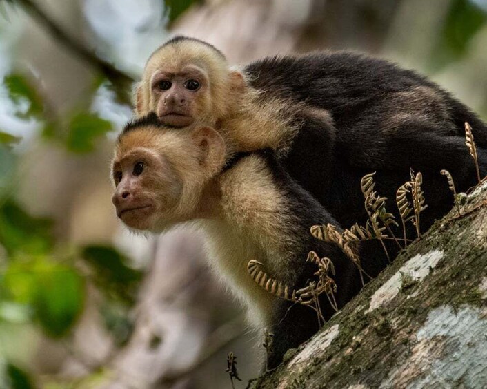 Picture 9 for Activity San Jose: Manuel Antonio National Park Day Trip with Lunch