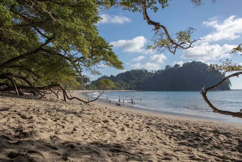 Picture 7 for Activity San Jose: Manuel Antonio National Park Day Trip with Lunch