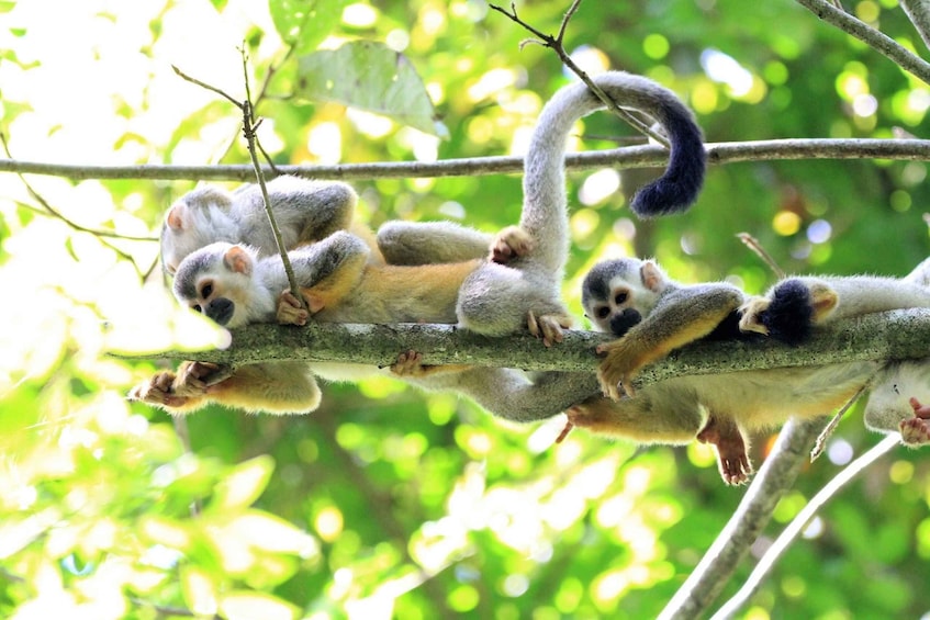 Picture 4 for Activity San Jose: Manuel Antonio National Park Day Trip with Lunch