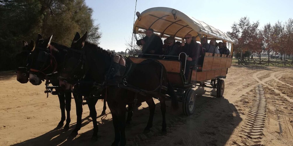 Picture 2 for Activity Horse-Drawn Carriage Route Through Doñana Park and The Villa