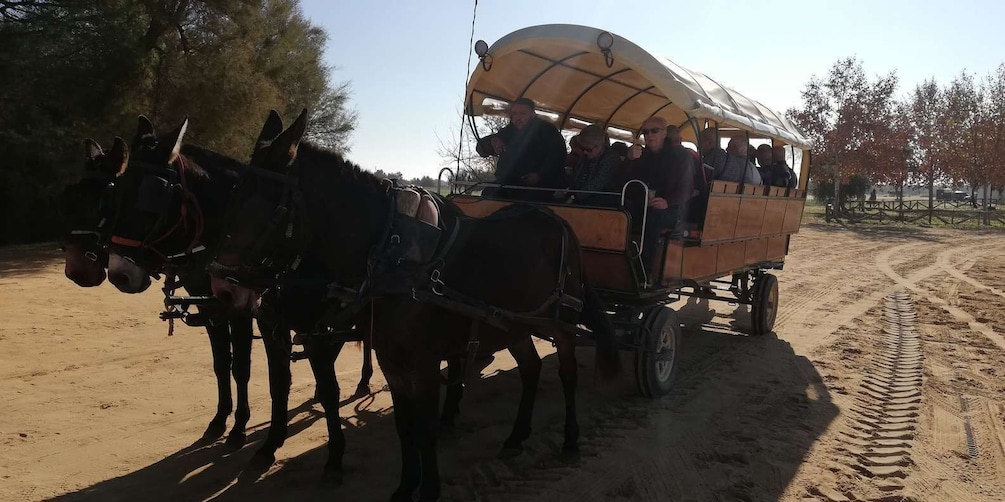 Picture 2 for Activity Horse-Drawn Carriage Route Through Doñana Park and The Villa