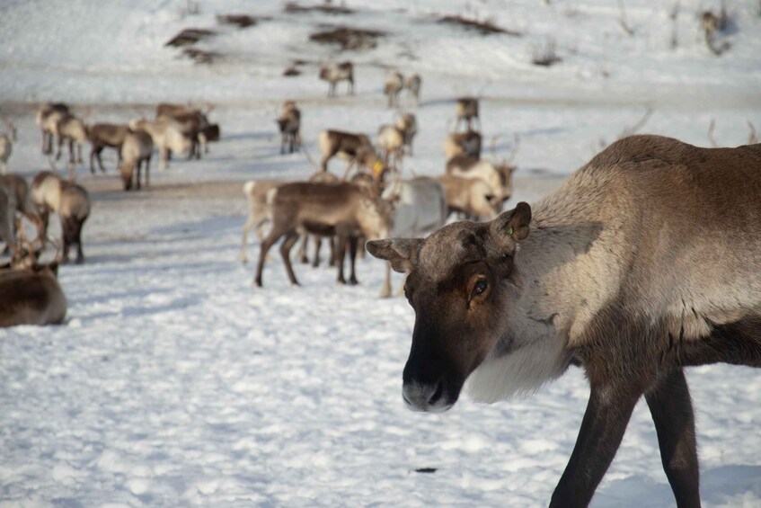 Picture 3 for Activity Tromsø: Private Arctic Fjords and Sommarøy Scenic Day Trip