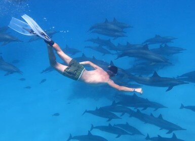 Marsa Alam : Observation des dauphins croisière avec plongée en apnée et dé...