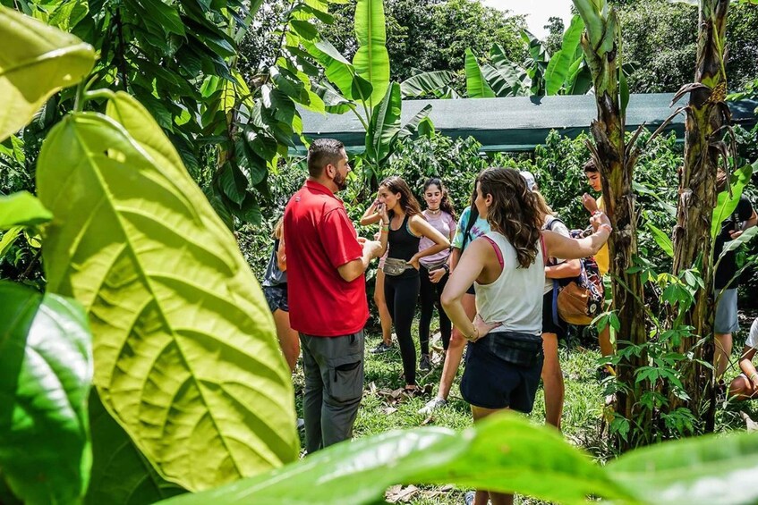 Picture 2 for Activity From La Fortuna: Coffee and Chocolate Farm Tour with Tasting