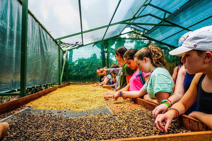 Picture 5 for Activity From La Fortuna: Coffee and Chocolate Farm Tour with Tasting