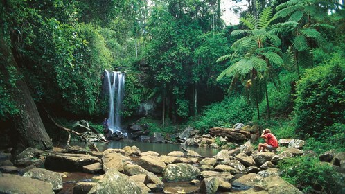 Brisbane: Hop op Hop af Bus naar Tamborine Mountain