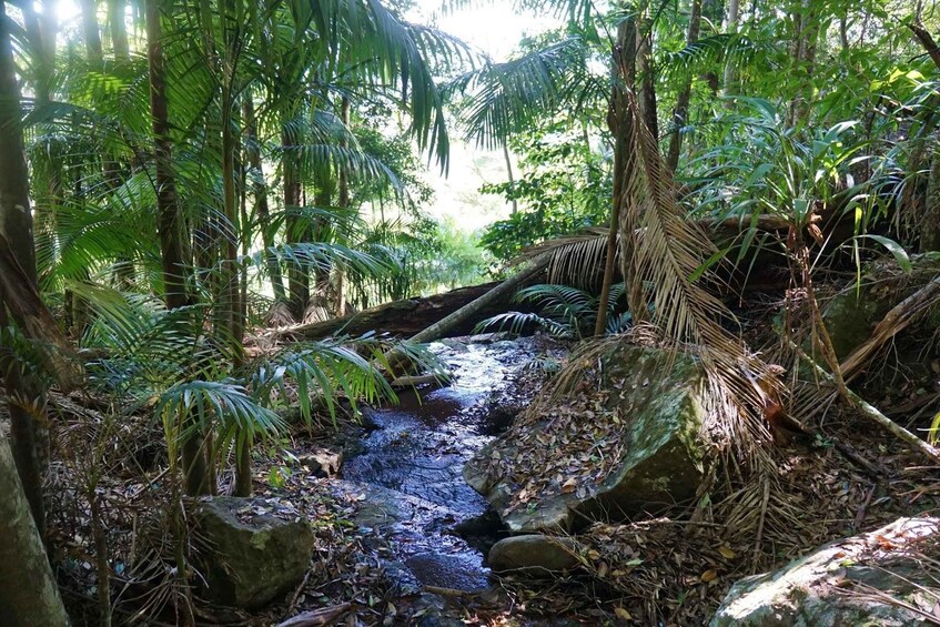 Picture 13 for Activity Brisbane: Hop on Hop off Bus to Tamborine Mountain