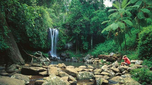 Brisbane: Naik dan turun dari Bus ke Tamborine Mountain