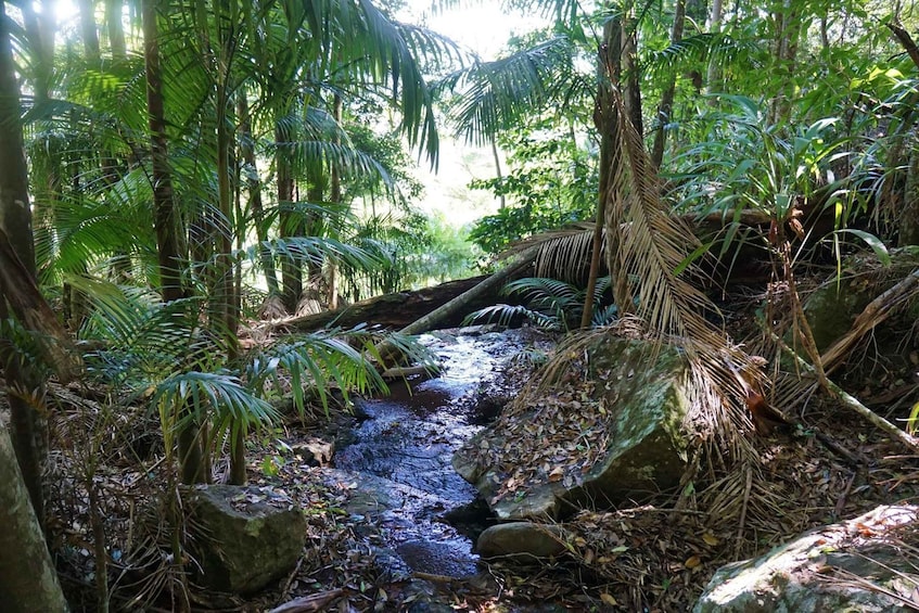 Picture 13 for Activity Brisbane: Hop on Hop off Bus to Tamborine Mountain