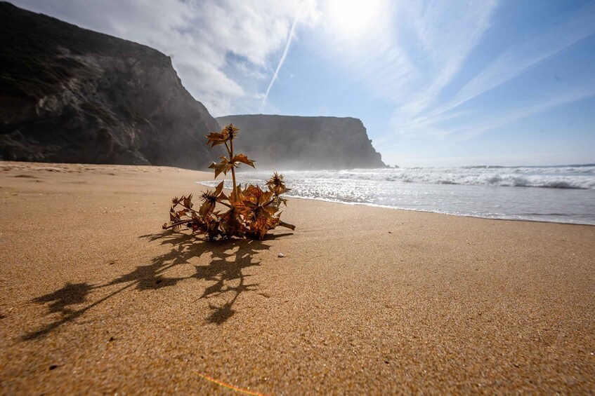 Picture 21 for Activity Algarve: Amazing Private Surf Lesson 2 hours