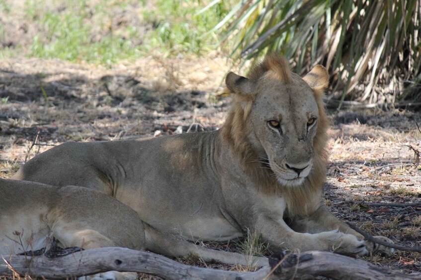 Picture 4 for Activity 3 Days 2 Nights Amazing Masai Tour & Mikumi National Park