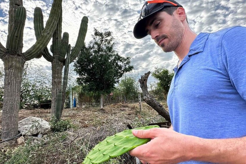 Picture 4 for Activity Los Cabos: Azteca Cactus Taco Farm to Table Cooking Class