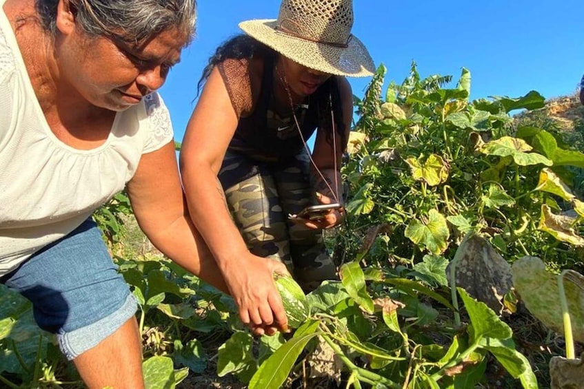 Los Cabos: Azteca Cactus Taco Farm to Table Cooking Class