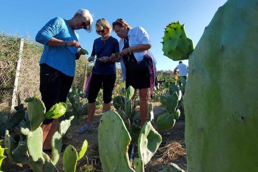 Picture 3 for Activity Los Cabos: Azteca Cactus Taco Farm to Table Cooking Class