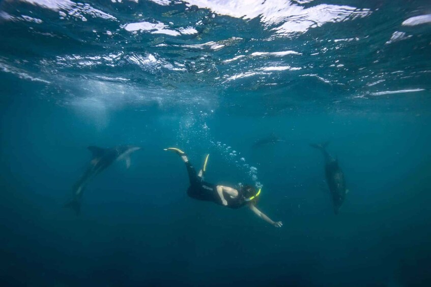 Picture 4 for Activity Auckland: Guided Snorkeling and Island Exploration Tours