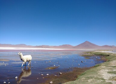 Fra Uyuni: 2-dagers Uyuni saltsletter og rød lagune.