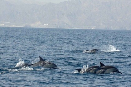 Muscat: VIP Dolphin Watching and Snorkeling Trip