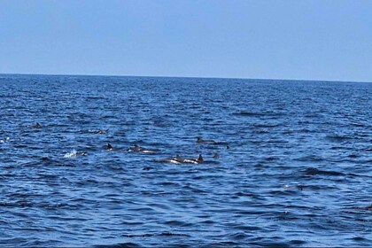 Muscat: VIP Dolphin Watching and Snorkeling Trip