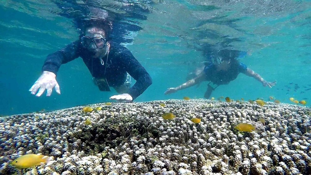 Picture 6 for Activity Shared Tour: Moalboal Snorkeling Adventure & Canyoneering