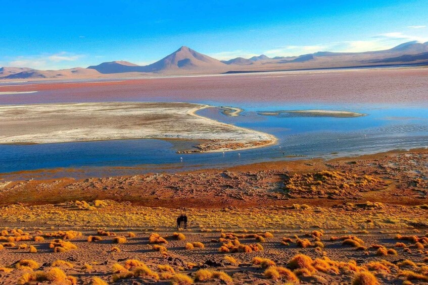 Picture 6 for Activity From San Pedro de Atacama: Uyuni Salt Flat 4-Days