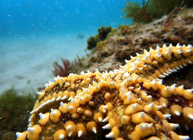 Picture 1 for Activity Arrábida: Snorkeling experience in Arrábida Marine Reserve