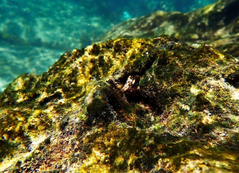 Picture 5 for Activity Arrábida: Snorkeling experience in Arrábida Marine Reserve