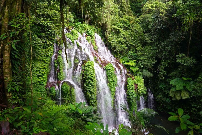 Picture 1 for Activity Munduk: Banyu Wana and Sekumpul Waterfall Trekking Tour