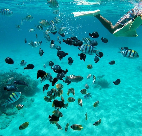 Picture 6 for Activity Bali: Blue Lagoon and Tanjung Jepun Snorkeling with Lunch