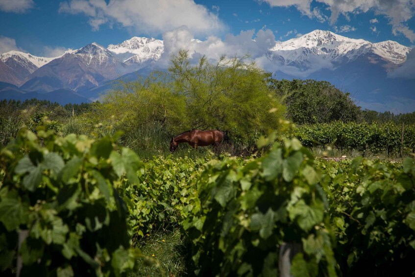 Picture 9 for Activity A day of Rafting, Wineries & Real "Asado Argentino"