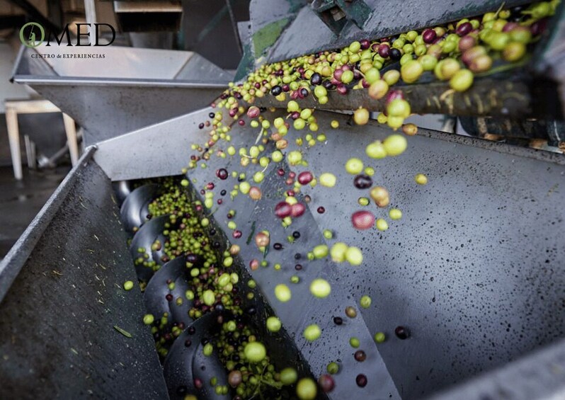 Picture 5 for Activity Granada in EVOO: Authentic guided tour, tasting and tapas