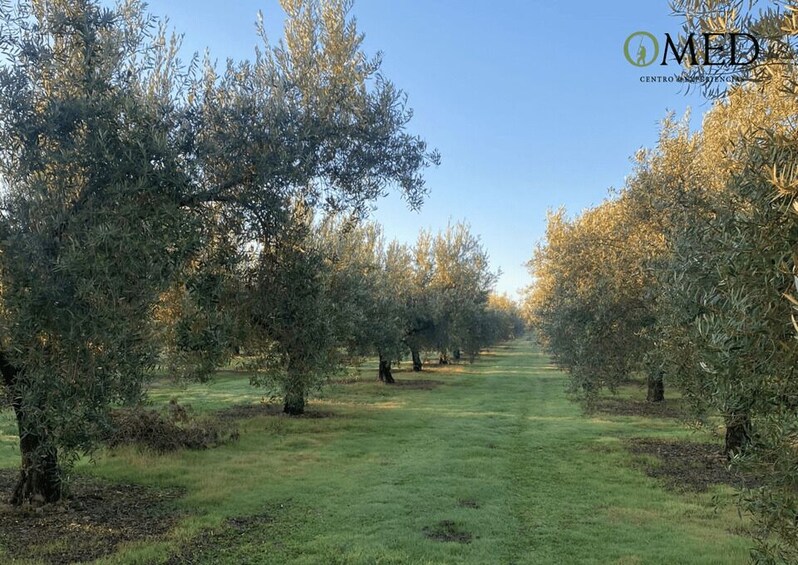 Picture 12 for Activity Granada in EVOO: Authentic guided tour, tasting and tapas