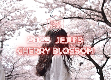 Jeju East: Cherry Blossom Early Bird Tour with Hotel Pickup