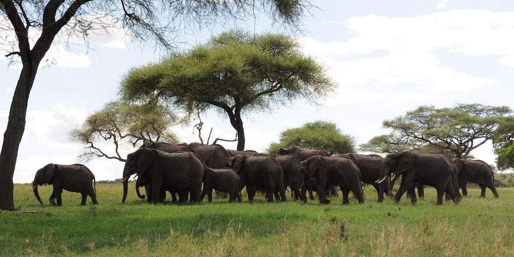 Safari in Tarangire National Park (Add-on Tanzania)