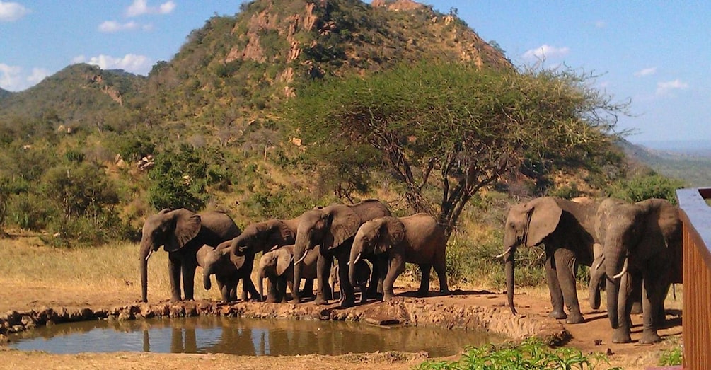 Picture 3 for Activity Safari in Tarangire National Park (Add-on Tanzania)