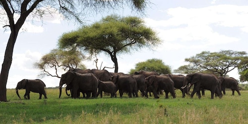 Safari in Tarangire National Park (Add-on Tanzania)