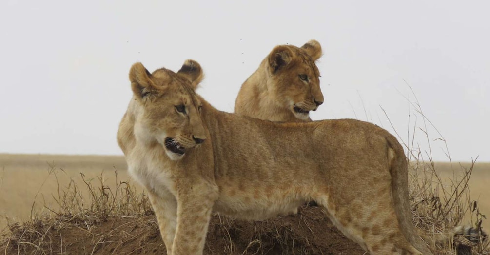 Picture 6 for Activity Safari in Tarangire National Park (Add-on Tanzania)