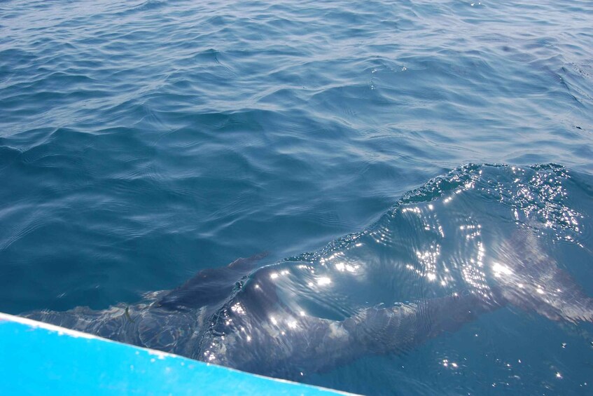 Picture 1 for Activity Wasini Dolphin 🐬 Tour from Diani Beach / Mombasa