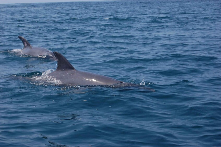 Picture 2 for Activity Wasini Dolphin 🐬 Tour from Diani Beach / Mombasa