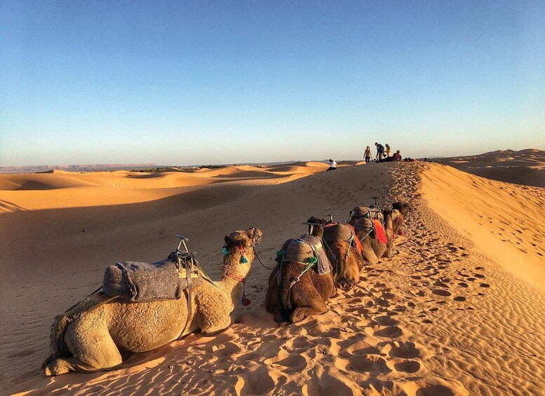 Picture 7 for Activity From Agadir/Tamraght/Taghazout: Sandoarding in Sand Dunes