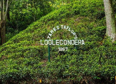 L'histoire du thé enchanteur de James Taylor excursion de Kandy