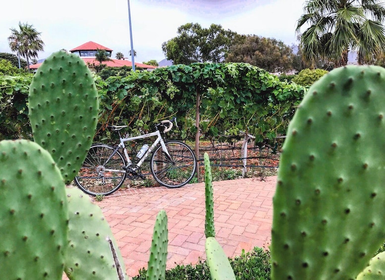 Picture 8 for Activity Bike and wine tasting across the Guadalupe Valley