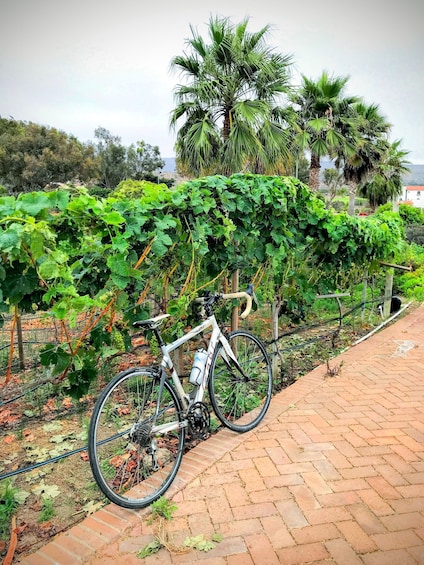 Picture 9 for Activity Bike and wine tasting across the Guadalupe Valley