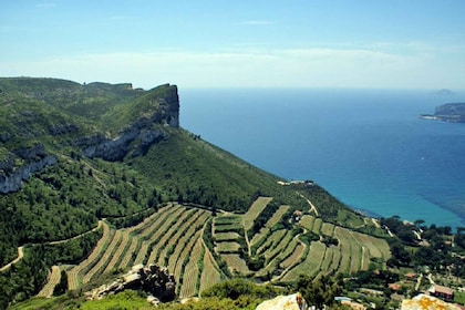 Desde Marsella: recorrido vinícola de Bandol/Cassis con mirador