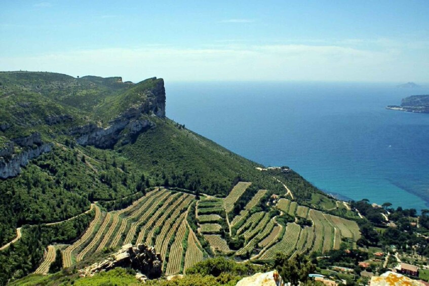 From Marseille: Bandol/Cassis Wine Tour with Viewpoint