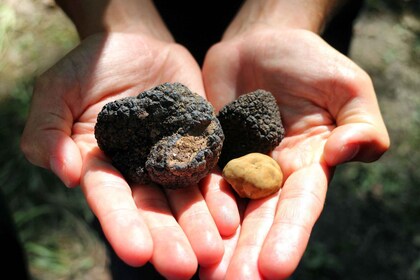 Caccia al tartufo privata con lezione di cucina