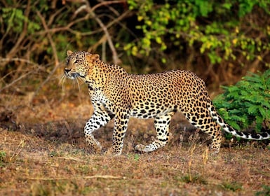 Von Yala aus: Private Halbtagessafari im Yala-Nationalpark