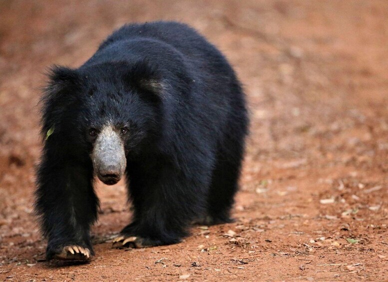 Picture 3 for Activity From Yala: Private Half-Day Safari at Yala National Park